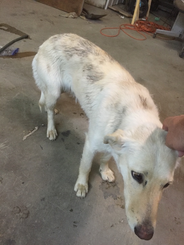 Fundraiser by Keith Benning Turtle Mountain Animal Rescue