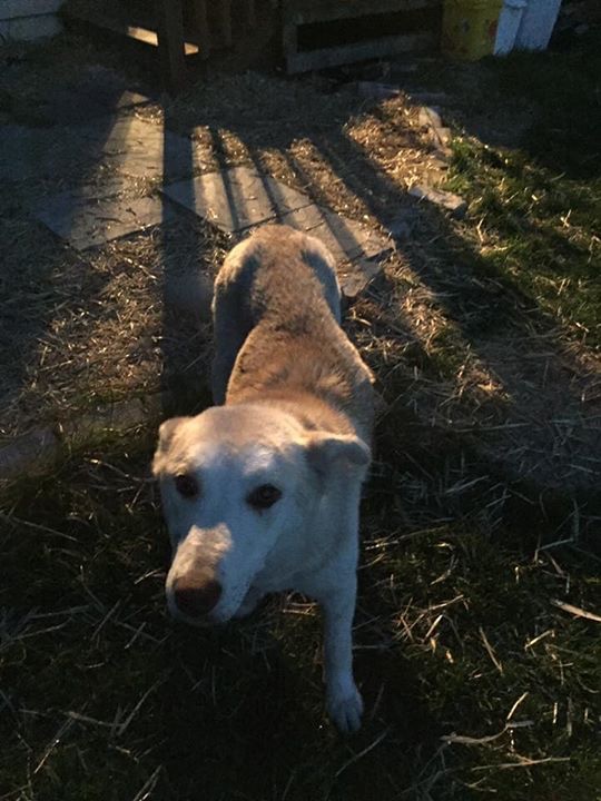 Fundraiser by Keith Benning Turtle Mountain Animal Rescue