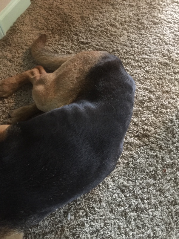 Fundraiser by Keith Benning Turtle Mountain Animal Rescue