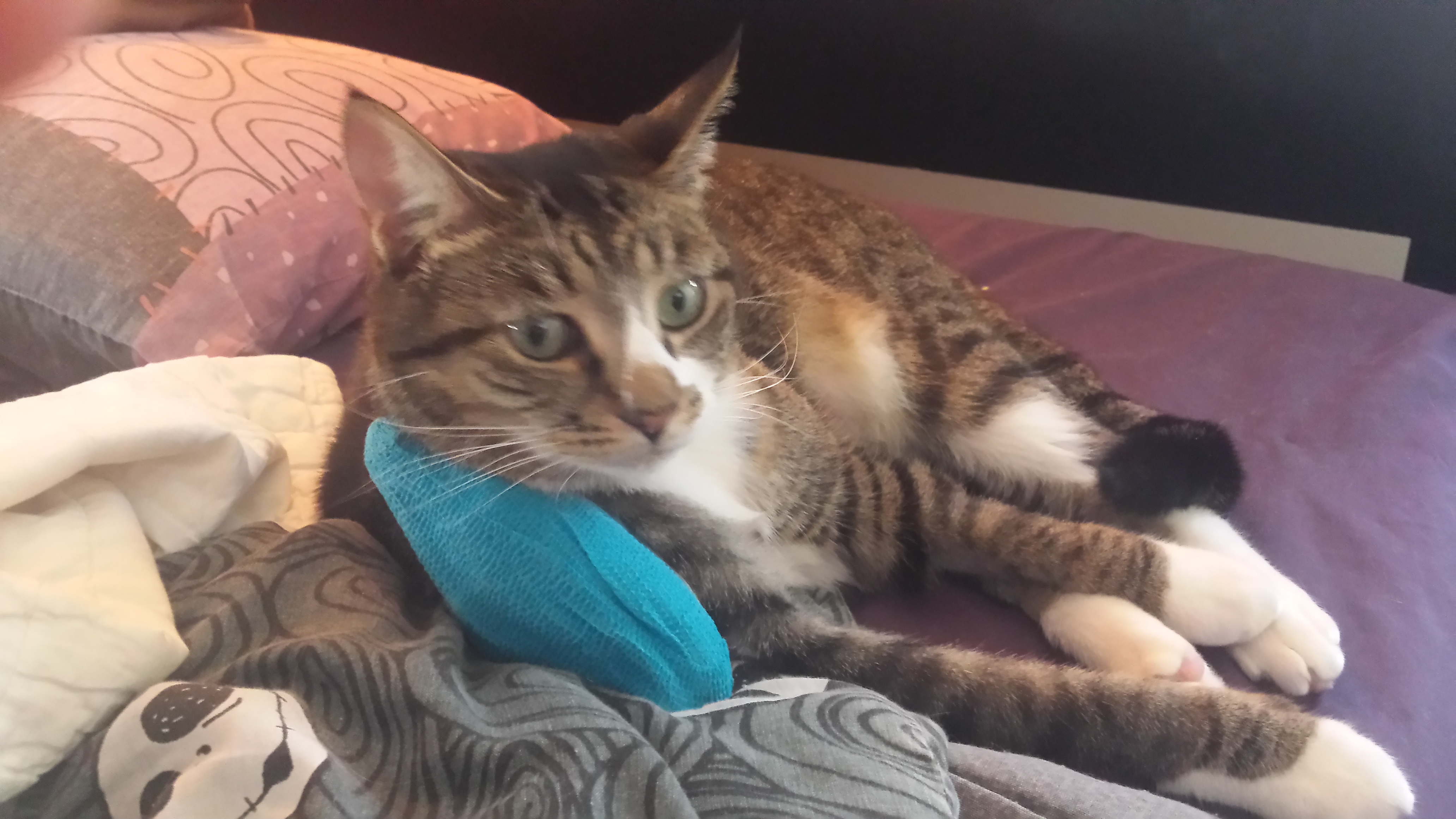 Fundraiser by Rachel Olejar Help Kitty Survive Surgery