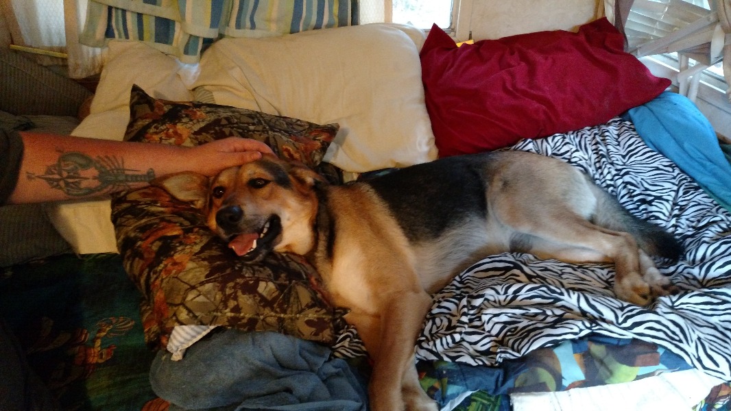 Fundraiser by Jennifer Niles german shepherd left for dead