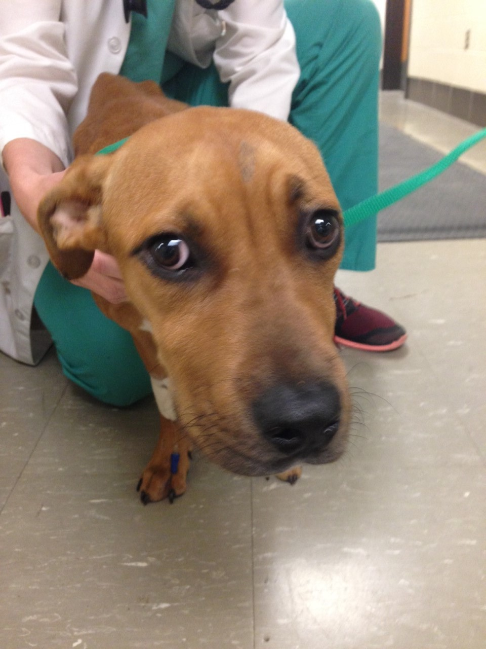 Fundraiser for Kate Spikes by Mark Mitchell LSU SVM Flood Fund Animal