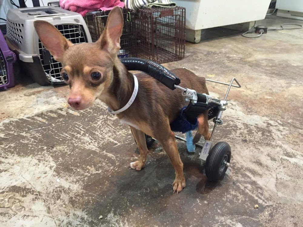 Gunnar's Wheels by Jason Parker GoFundMe