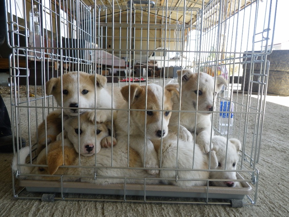 Japanese Animal Rescue by Kerry Anne O'Connor GoFundMe