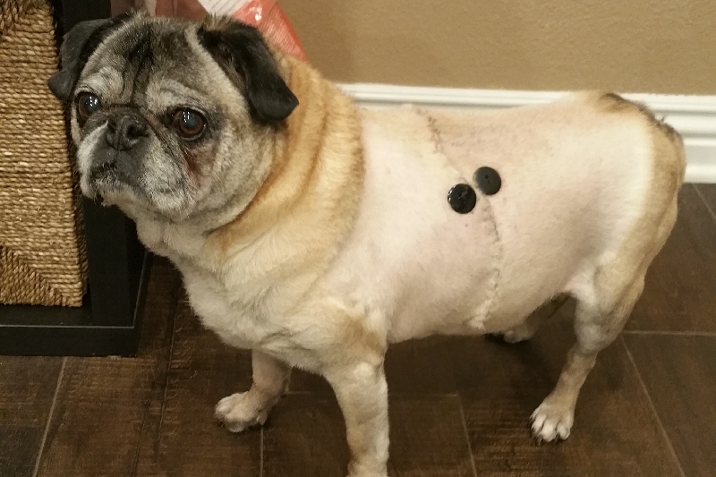 Fundraiser by Abigail Lee Surgery for Ranger the Pug