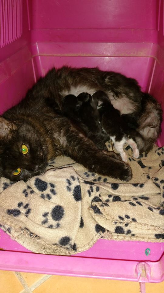 Fundraiser by Kat Lewis Rescue cats and kittens Brisbane