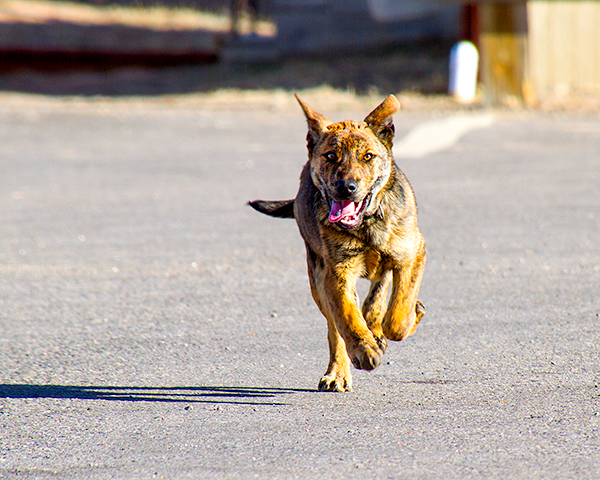 Fundraiser by Steven Sable : The Rez Dog Biographies