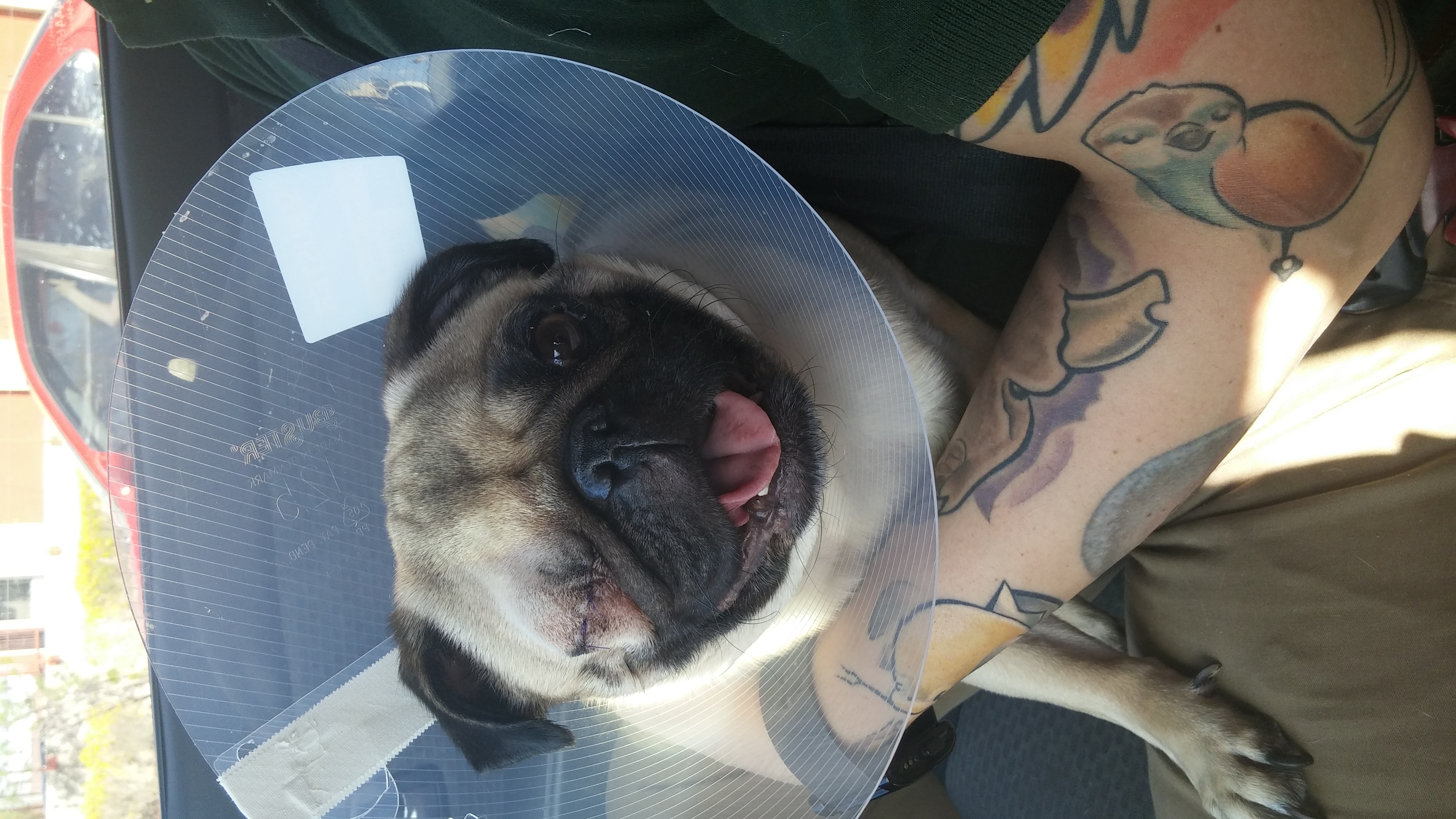 El Paso Craigslist Pets - 2018 - 2019 New Car Reviews by ...