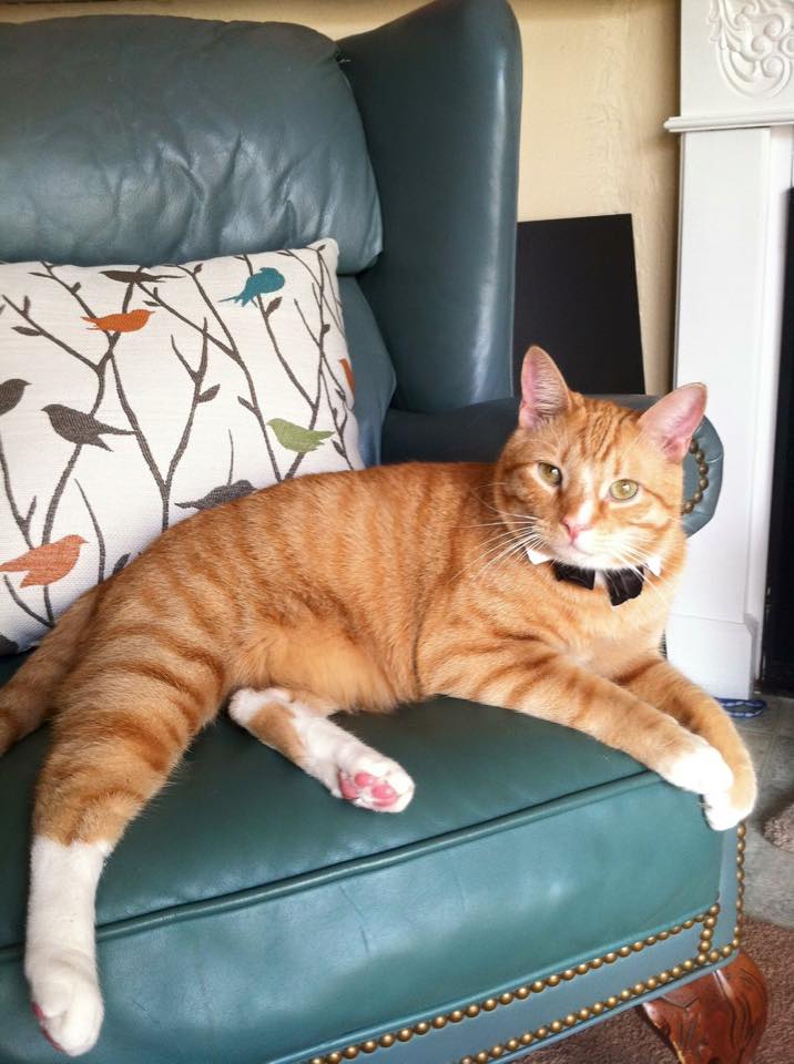 Baxter's Surgery by Samantha Kai GoFundMe