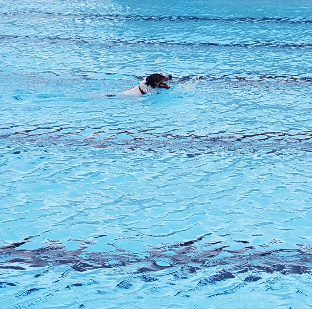 Fundraiser by Monica Dunn Mineral PointUnleashed! Dog Park