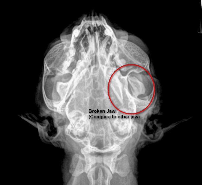 Fundraiser by Jon Kleeberg Surgery for My Cat's Broken Jaw