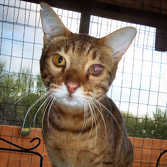 Fundraiser by Cat Wallis Loki's eye ruptured! Had Surgery