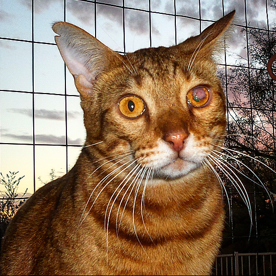 Fundraiser by Cat Wallis Loki's eye ruptured! Had Surgery