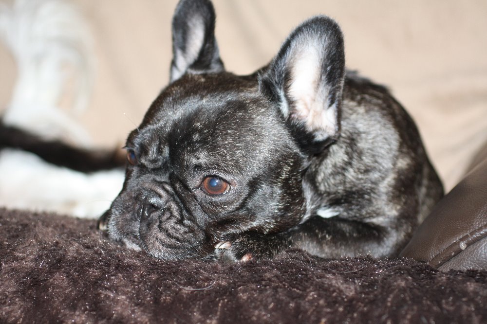 Coco's Spinal Surgery by Donna Woodford GoFundMe