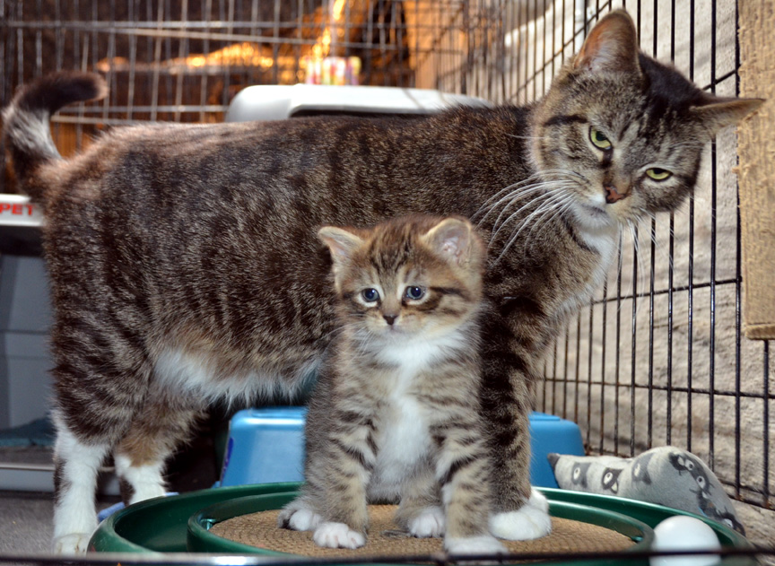 Fundraiser by Joanne Witkin Need to rescue 39 cats from