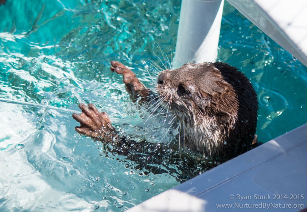 Fundraiser by Wendy Yates Special Otter Pool 4 Special Kids!