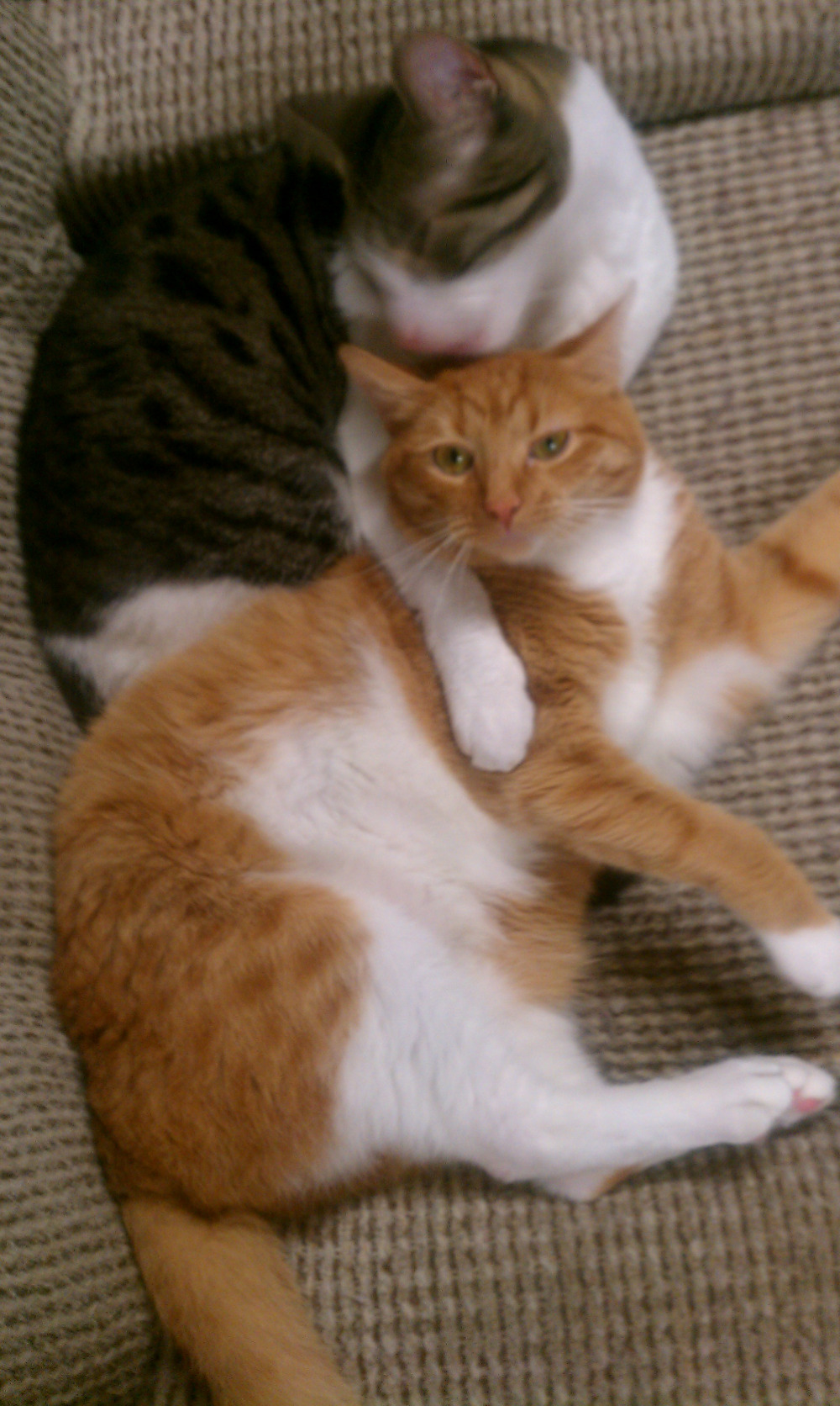 Fundraiser by Margaret Levingston Help Butters the Cat