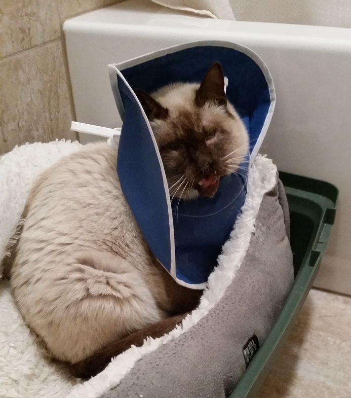 Jaws the cat broken jaw by Erin Rockhill GoFundMe