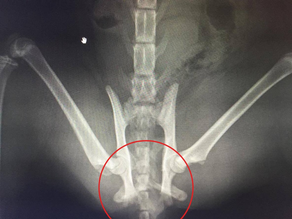 Fundraiser by Debra Trainer Haku the Kitten Fractured pelvis